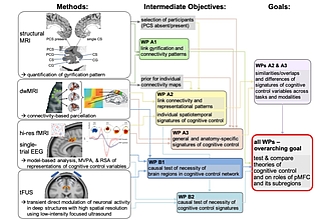 Detailbild zu :  MEDICODE - The Medial Frontal Cortex in Cognitive Control and Decision Making: Anatomy, Connectivity, Representations, Causal Contributions